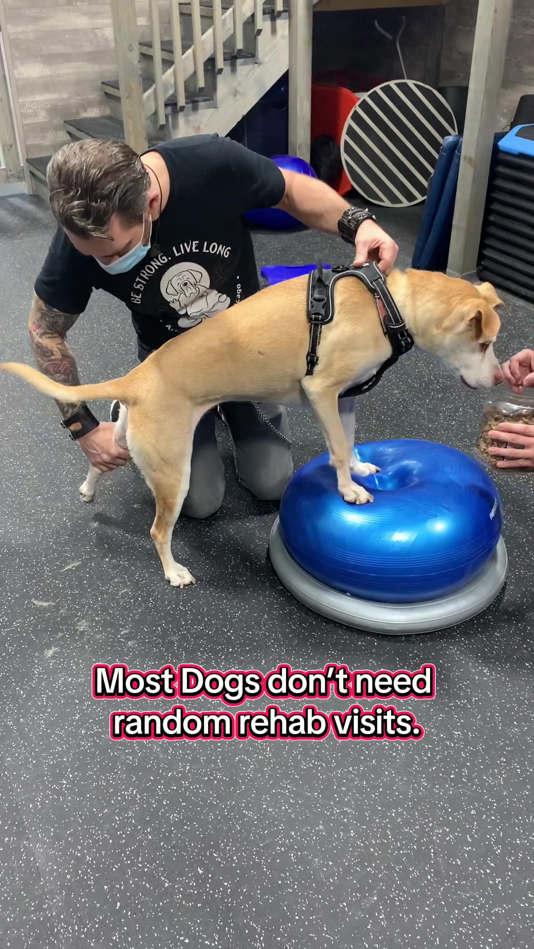 @ArfitDogRehabFitness