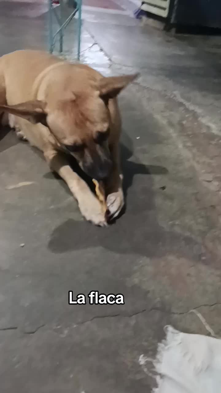 @ayudando perritos