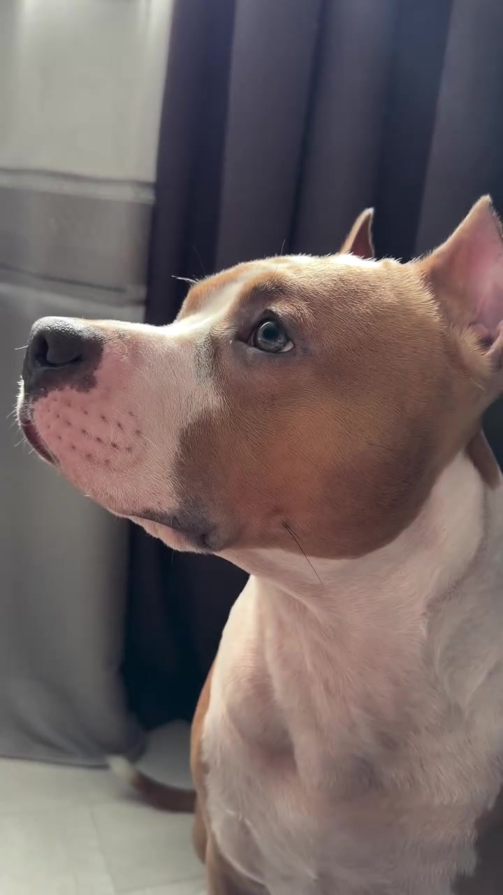@🐾 ʀᴀɢɴᴀʀ sᴛᴀꜰꜰ 🐾