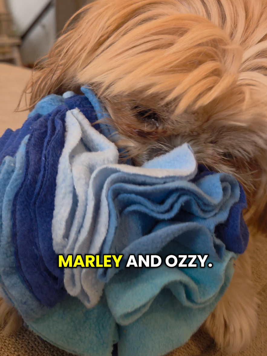 @🐶🎀OzzyBoy&Jenn🎀🐶