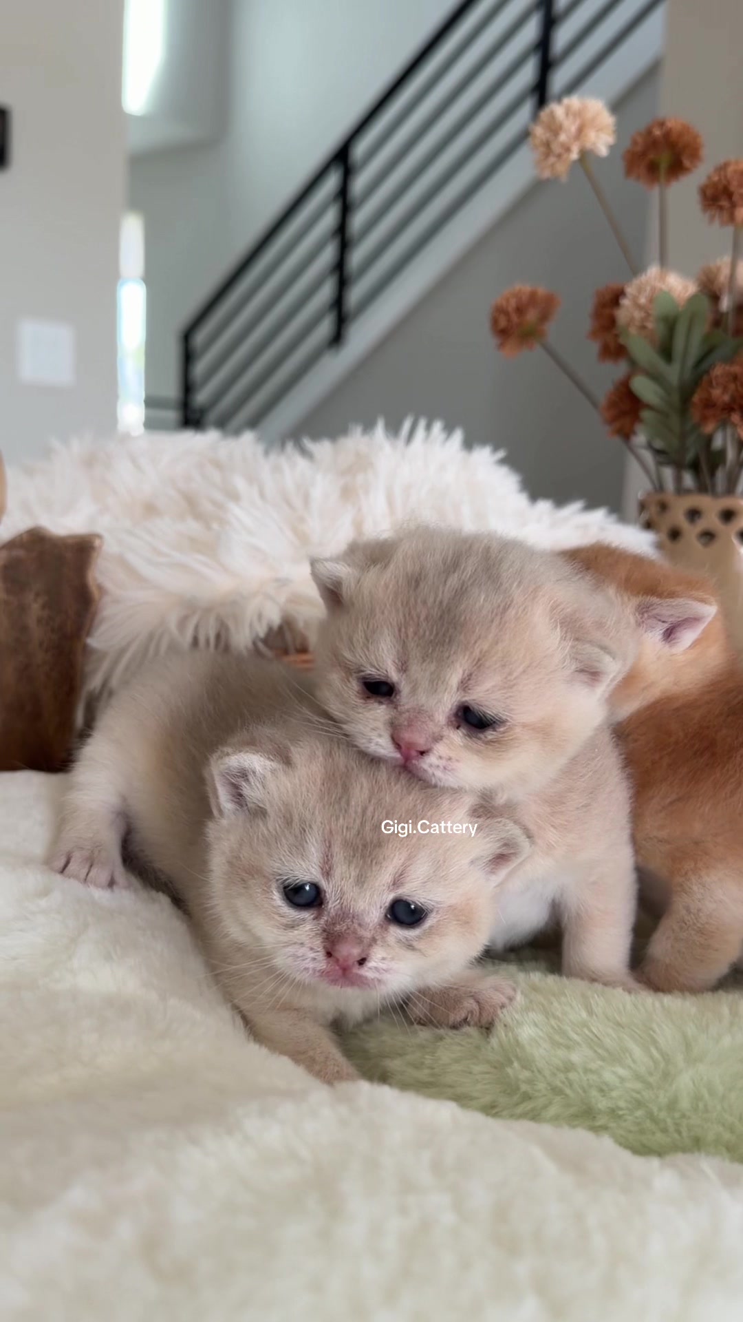 @gigi.cattery