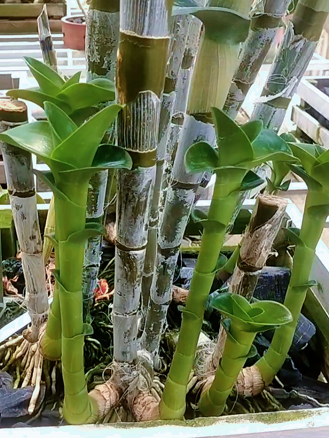 @Bani Orchid