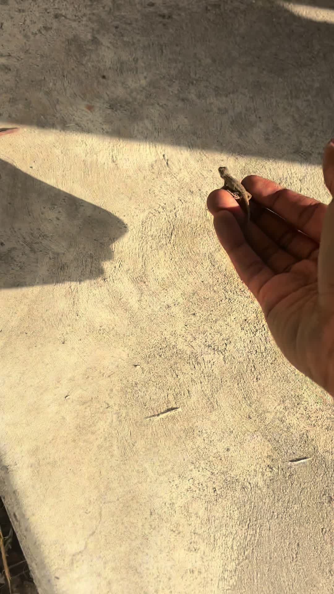 @reptileguyat
