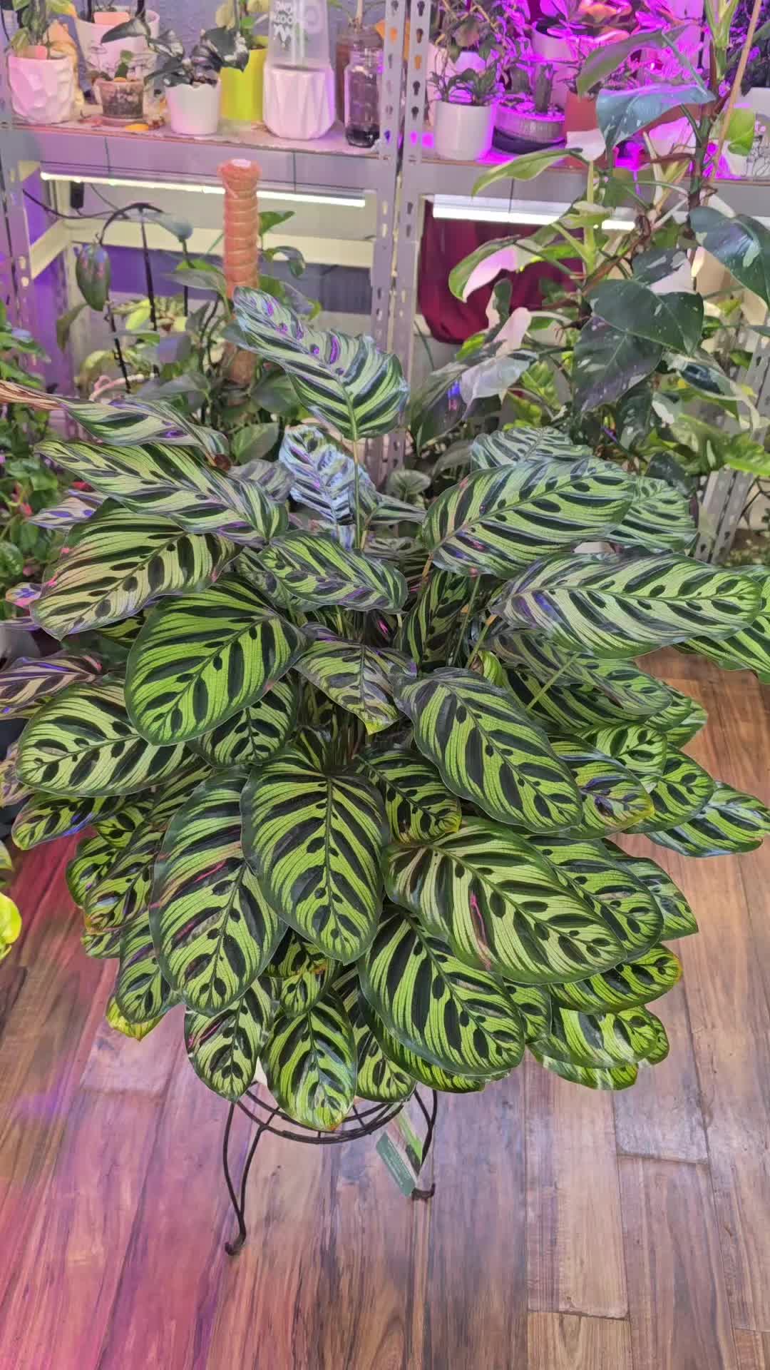 @JT - BigEGOPlants
