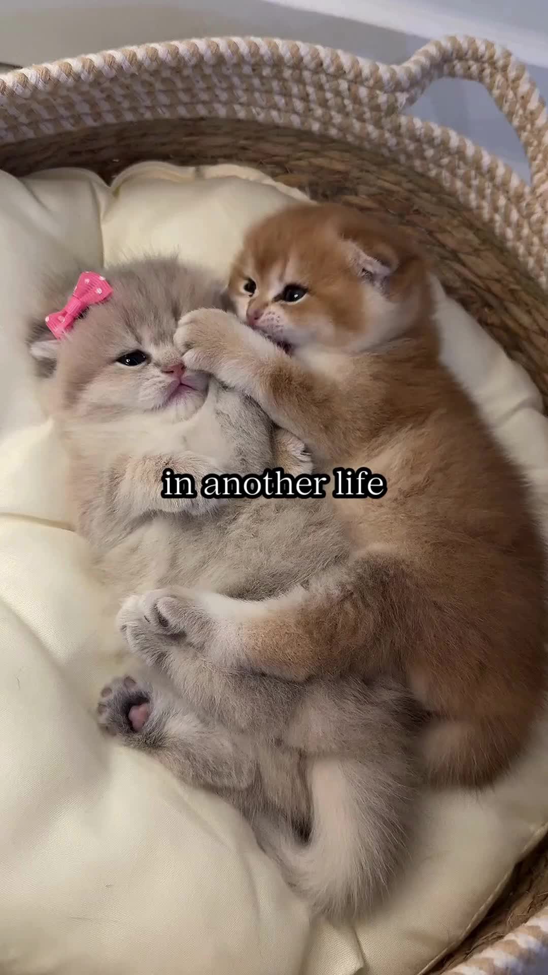 @BabaBear