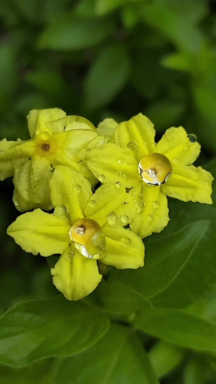 @dhesri73
