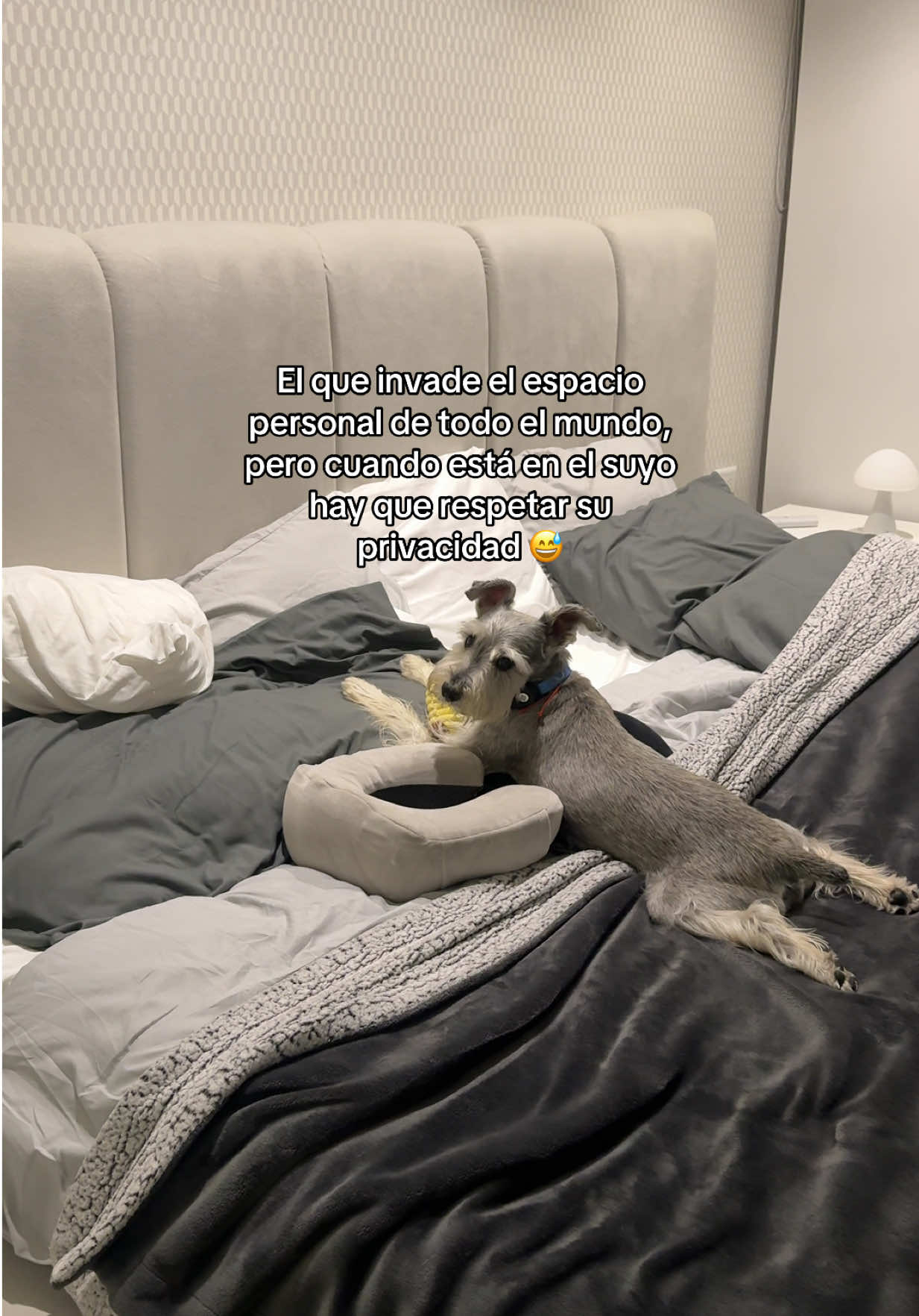 @vidadlanky