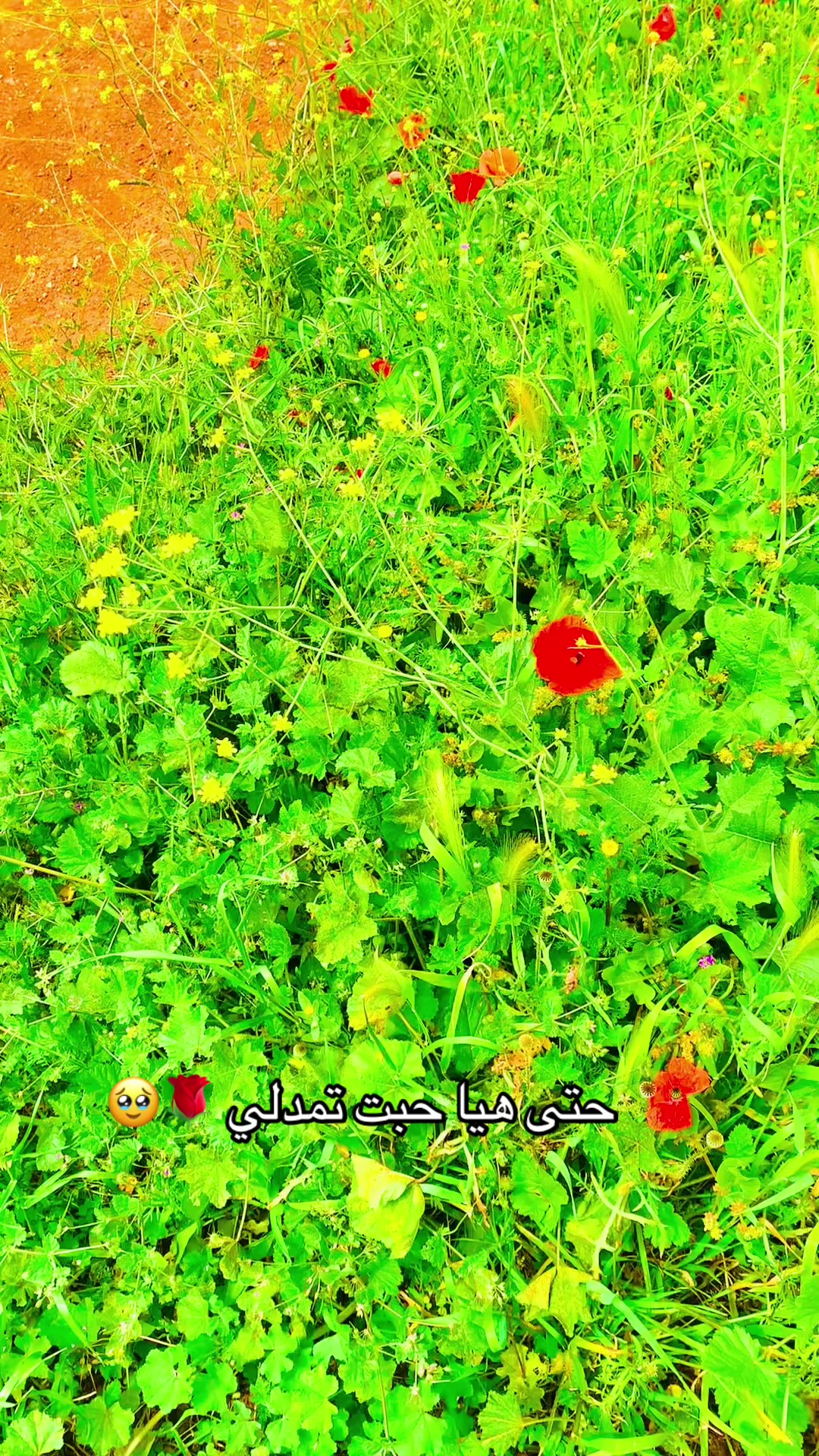@amine @