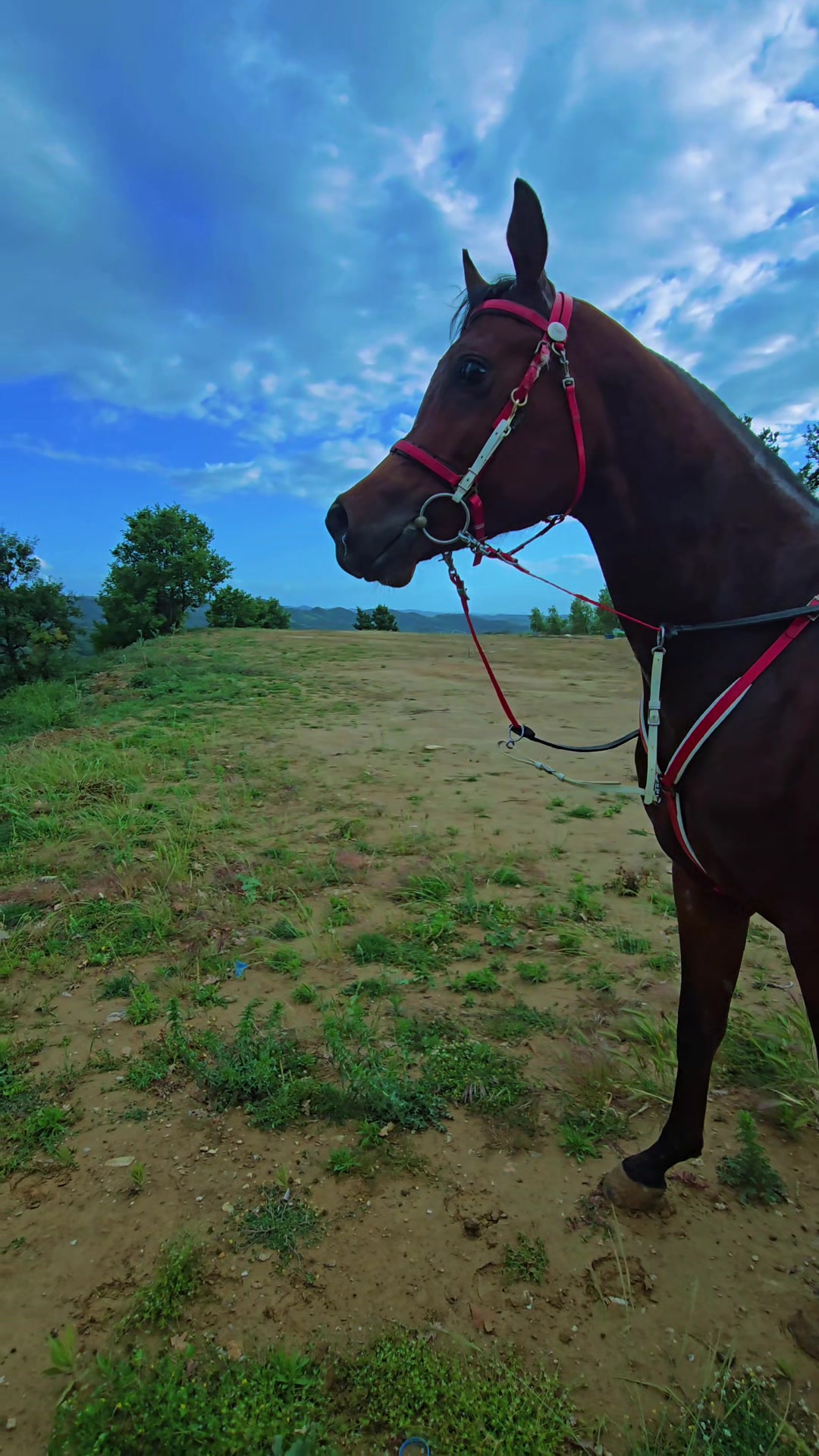 @Horse Training Center Albania