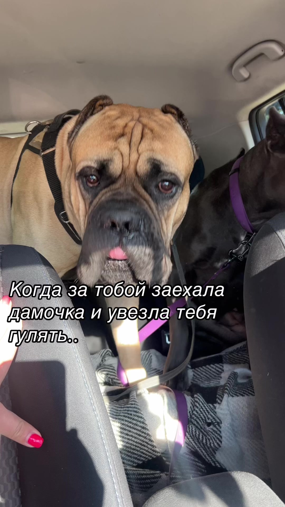 @ДИЗЕЛЬ кане корсо