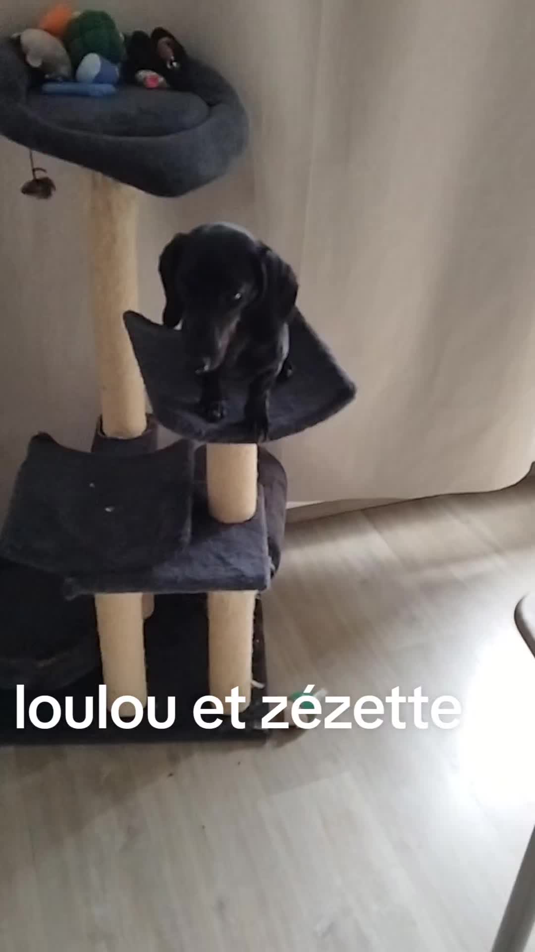 @Cathycat