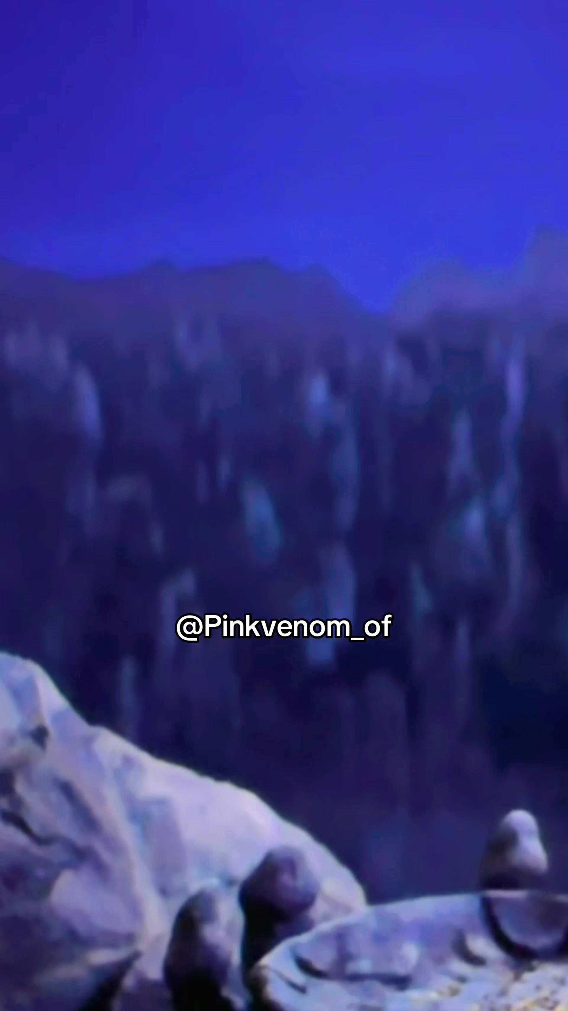 @Pinkvenom