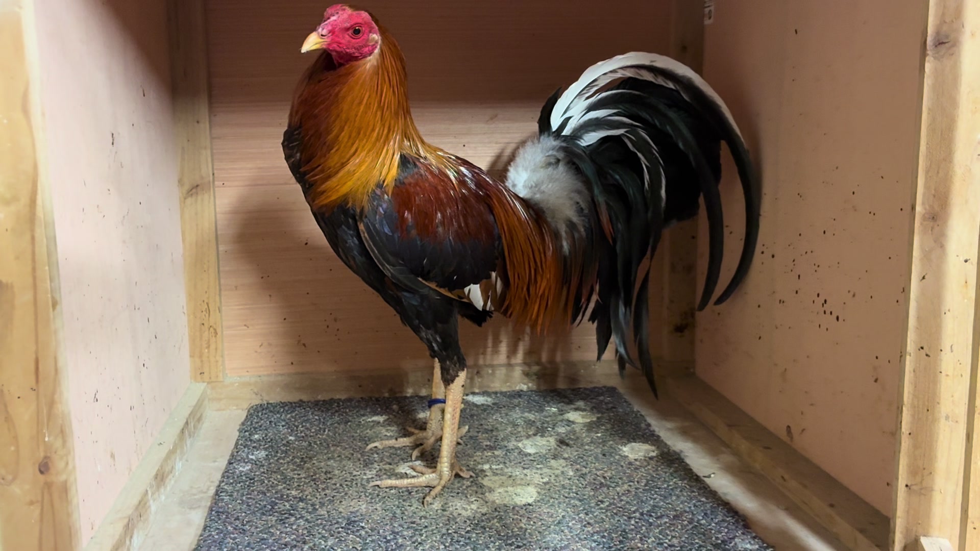 @Rancho_Ramirez209