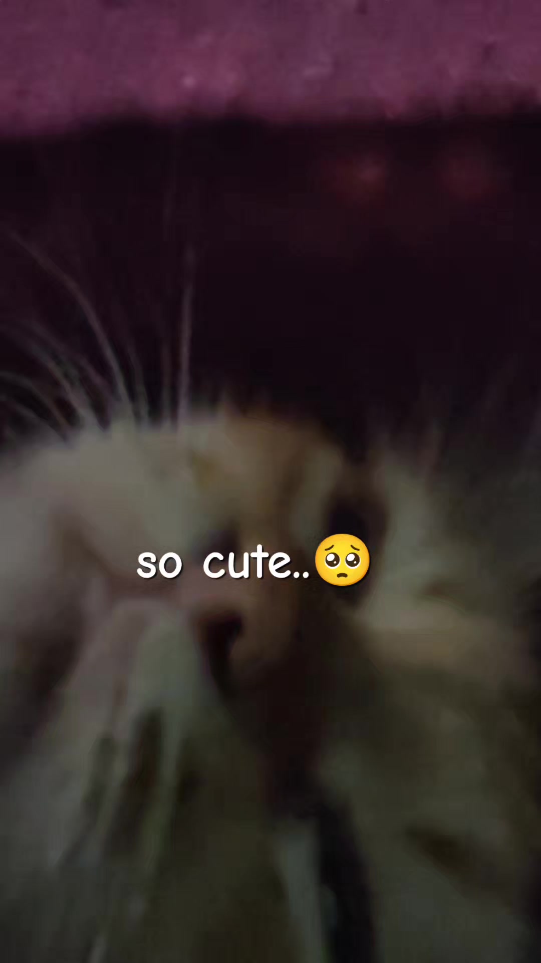 @😺★★skyPaw★★😺 mijn kat