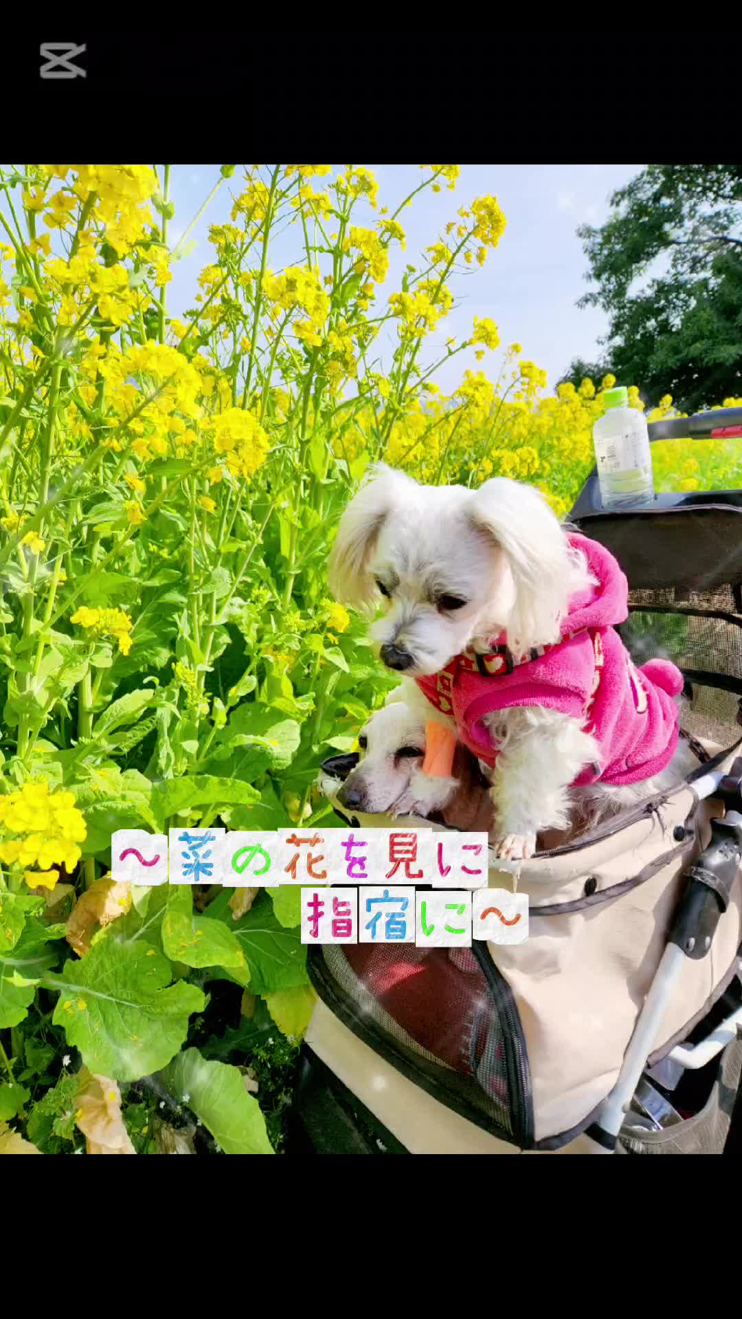 @杏蜜～5dogs and family～