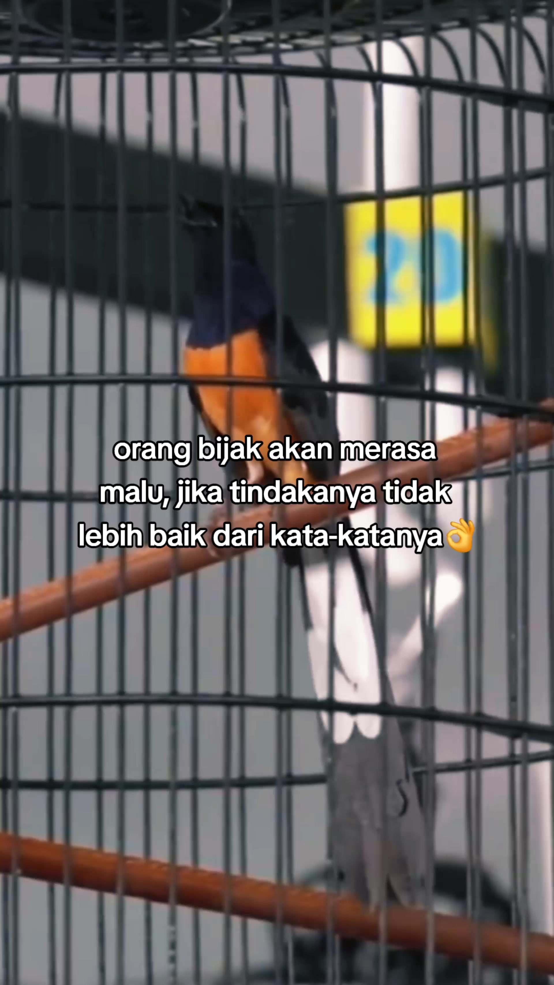 @Zulll x IIEC