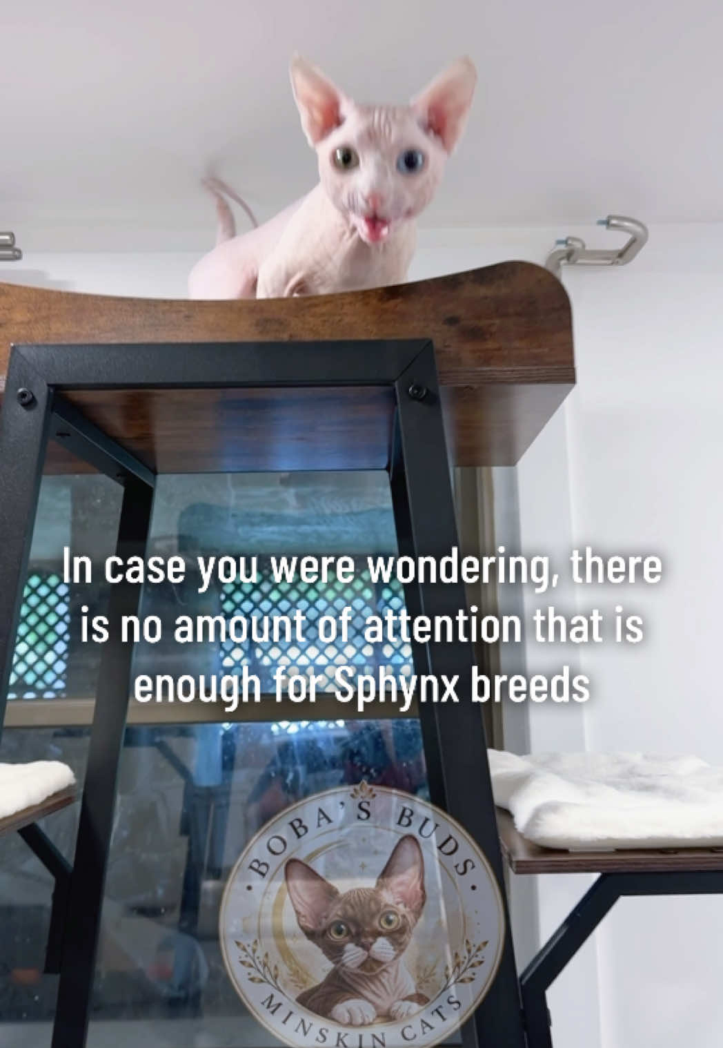 @Boba&rsquo;s Buds Minskin Cats