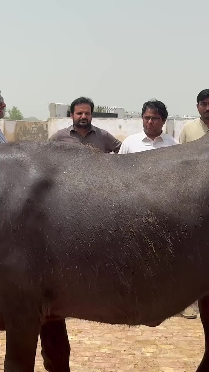 @GUJJAR DAIRY FARM
