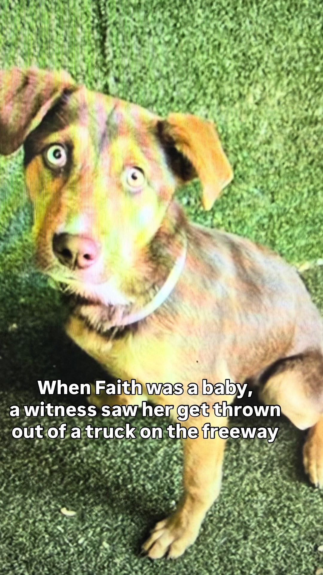 @Foursleepingdogs