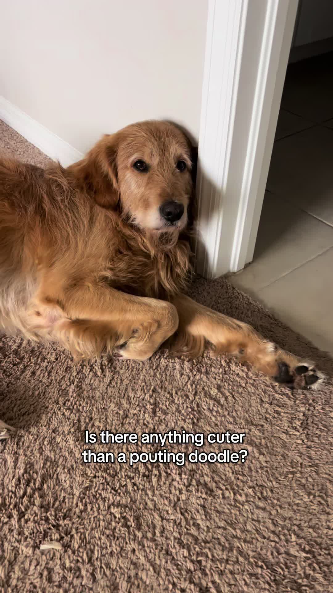@Leo the Doodle