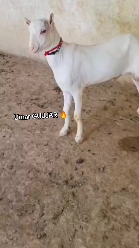 @⚡GUJJAR ⚡