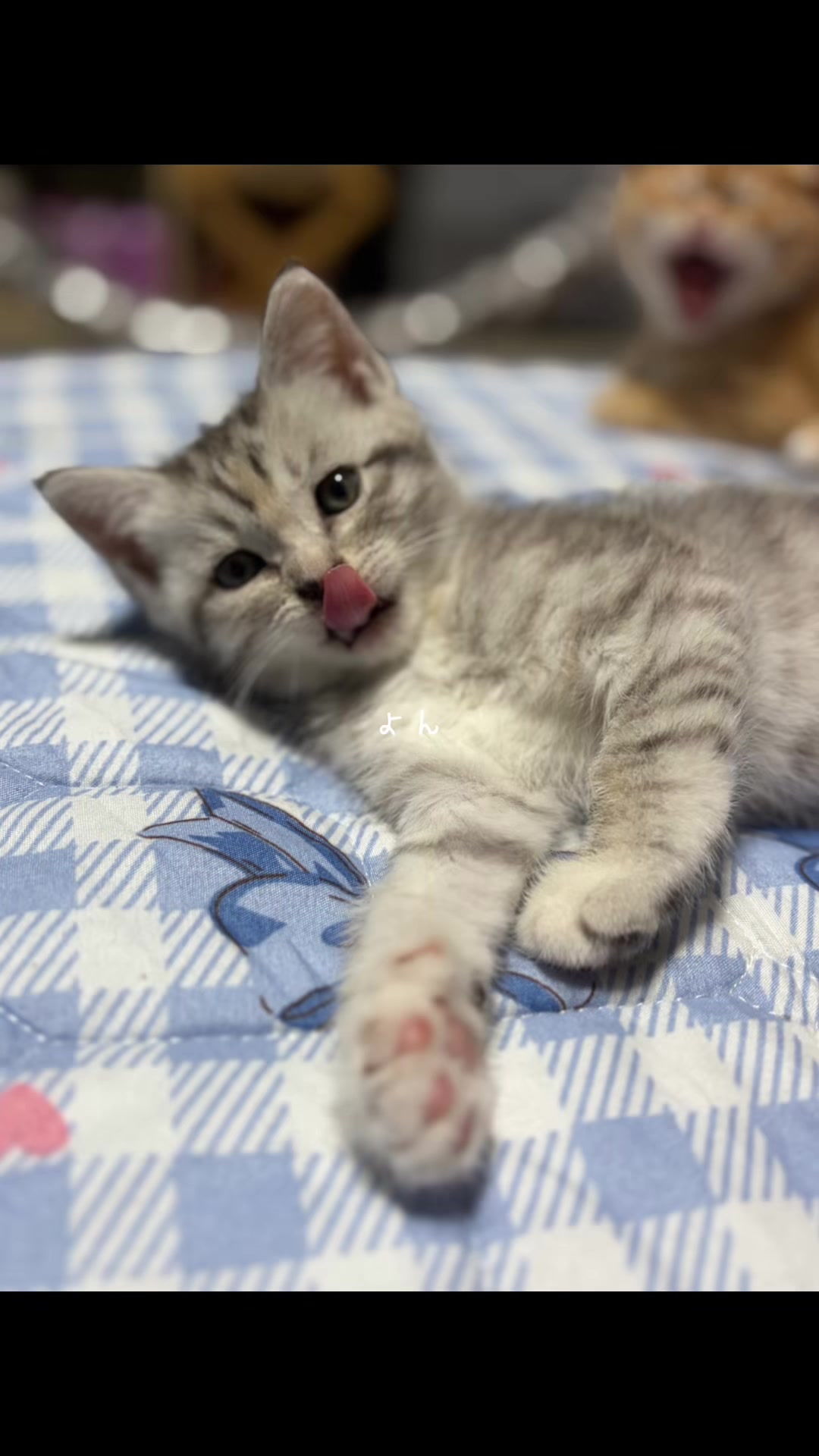 @💕วงจรแมวเหมียว😸😸