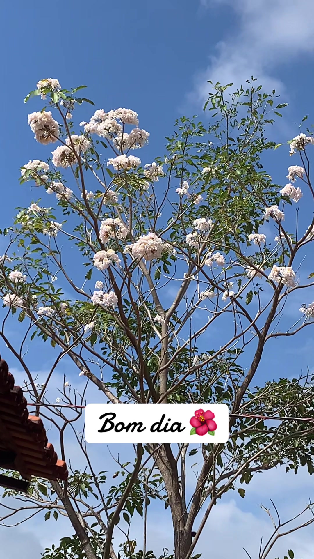 @Entre Laços
