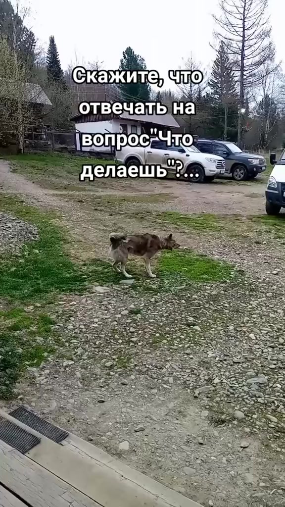 @Мой котик