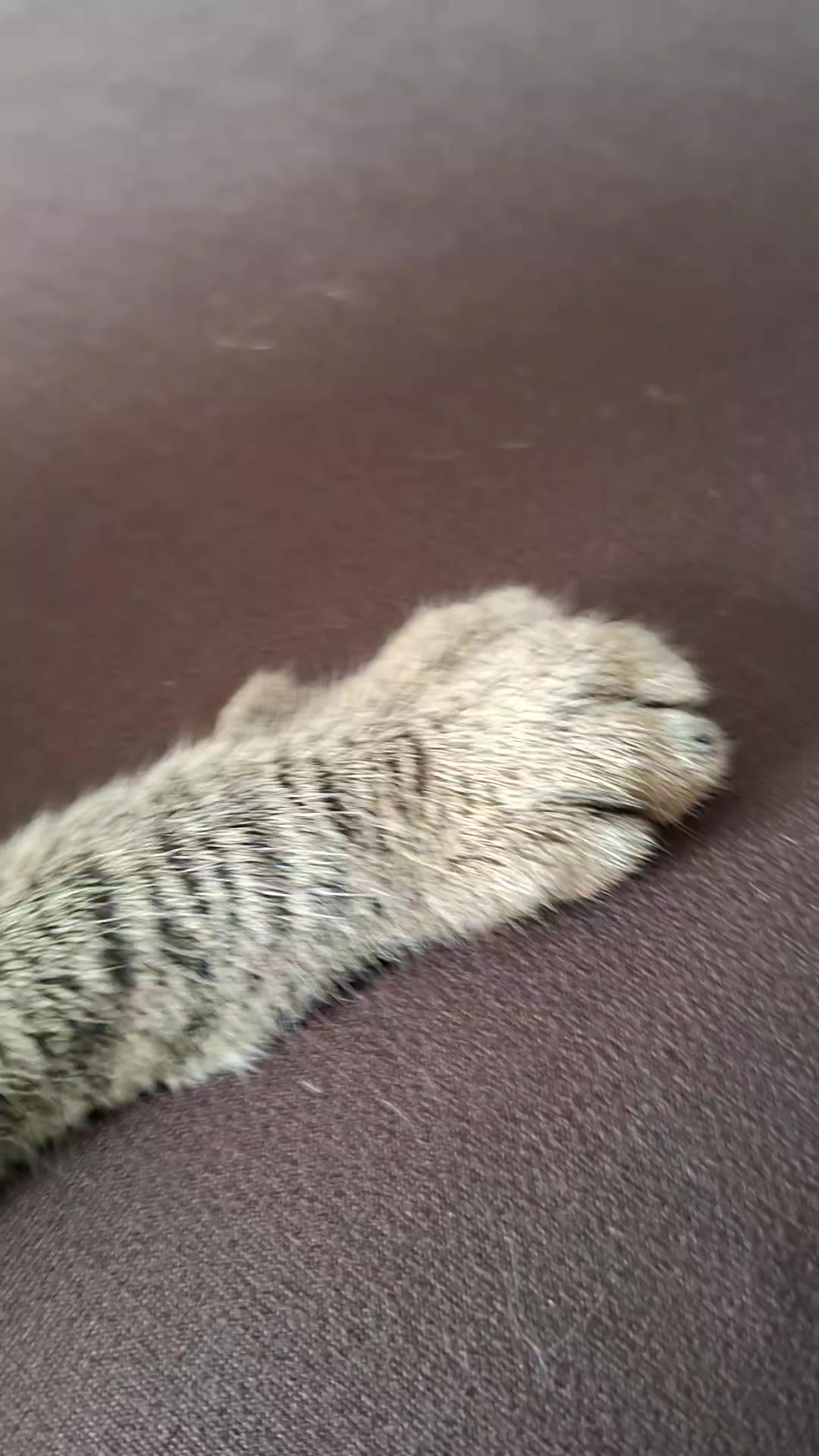 @KAI 🐈 Y LUA🐈⬛