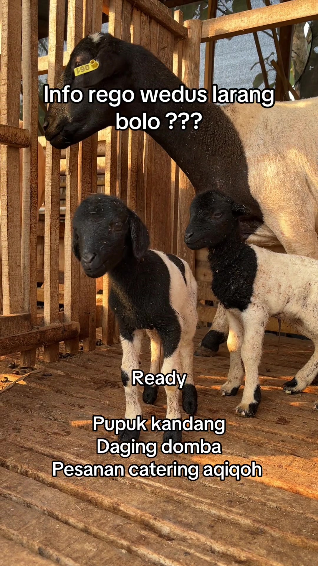 @peternakankambingsolo