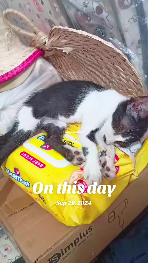 @Pusa ni Chiwi
