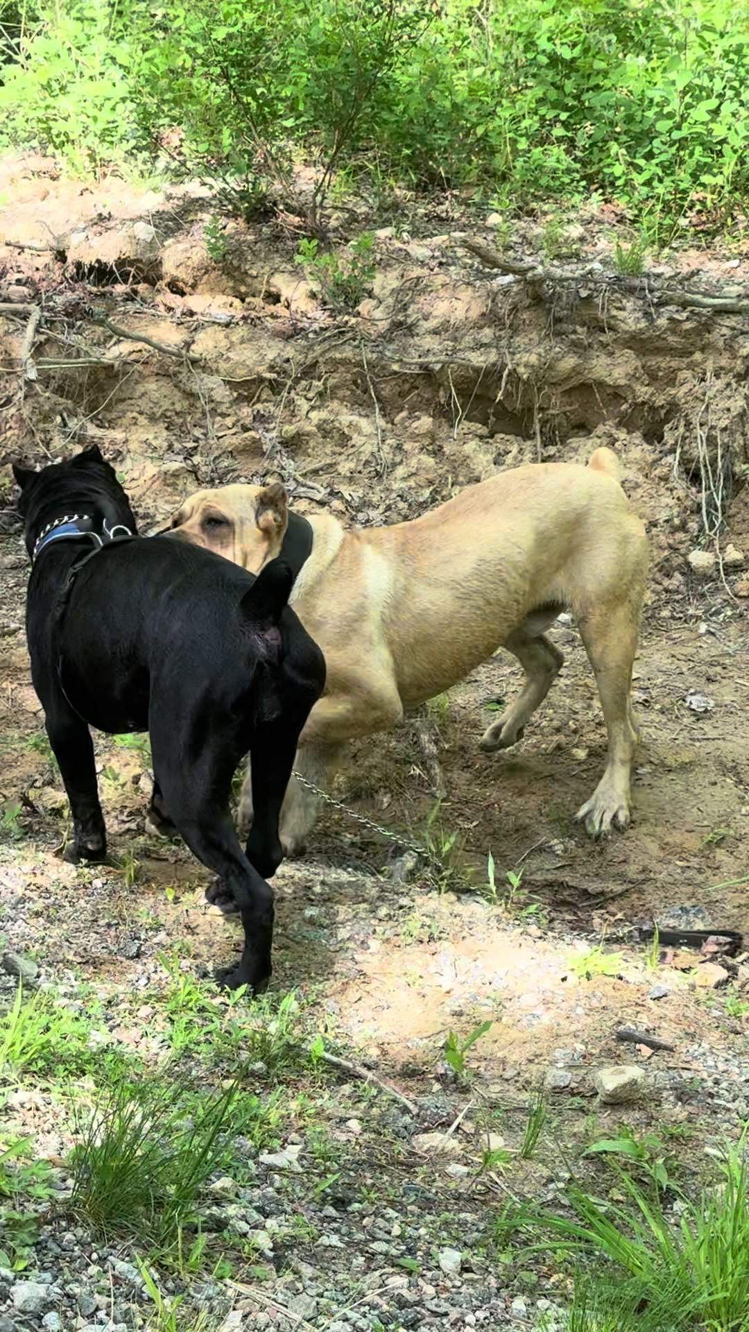@Irongates Canecorso