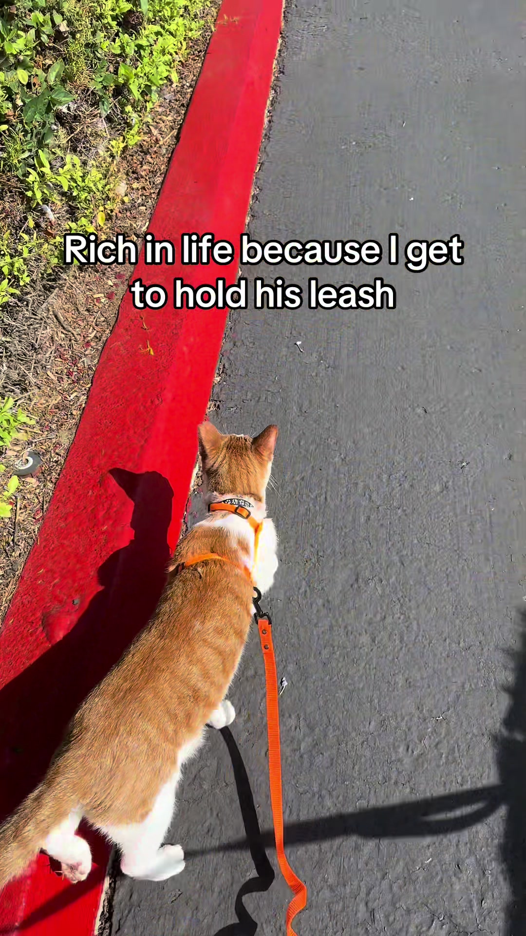 @Therapy Cat Roger & Family