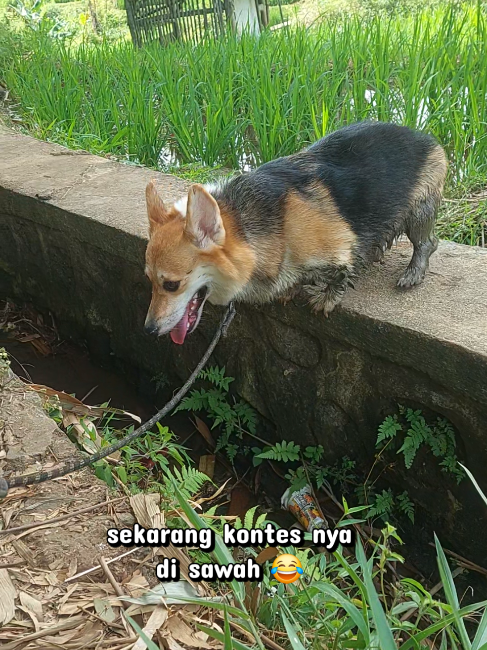 @Cileunyi Rabbit