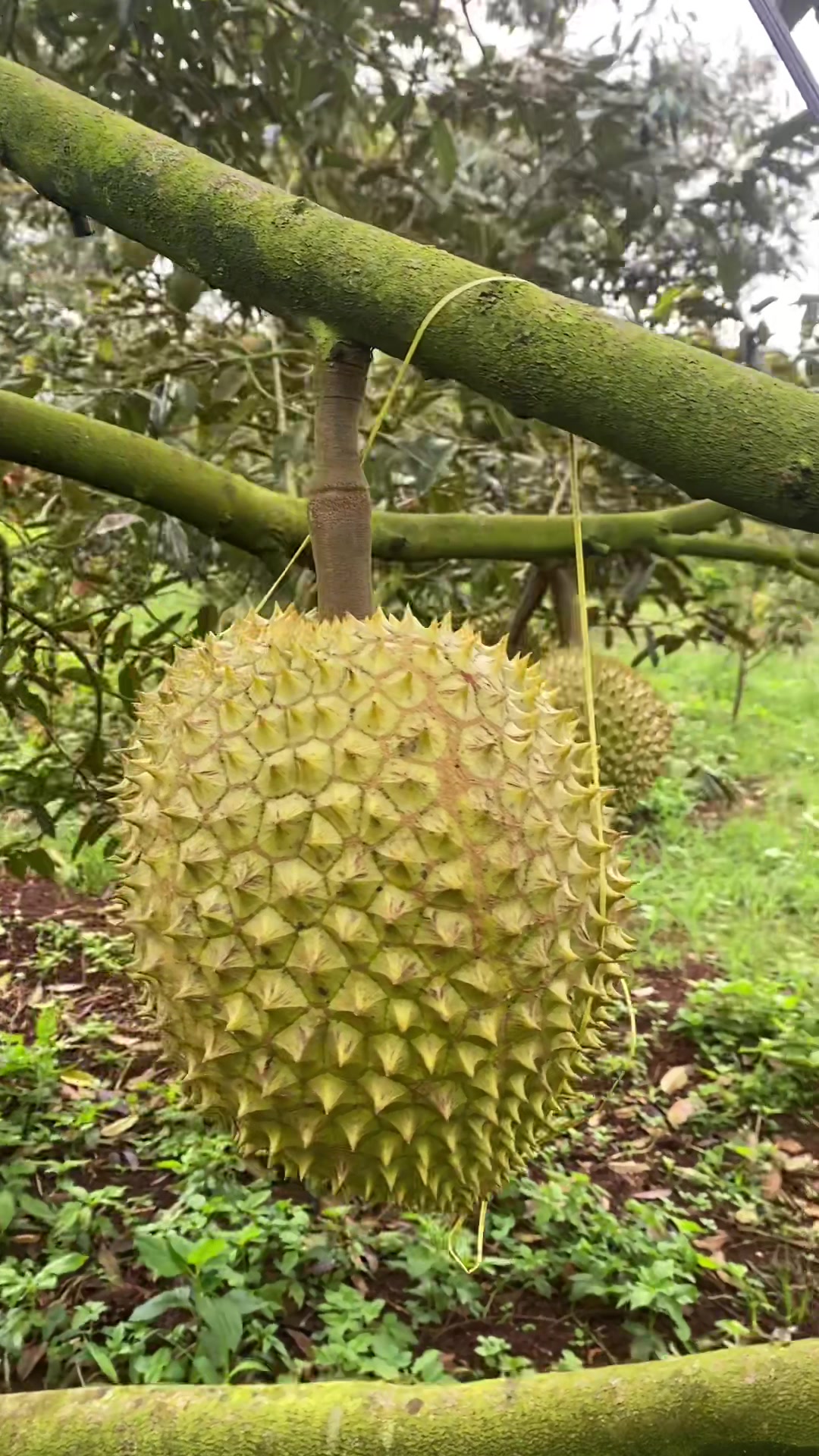 @Hiền Võ Tây Nguyên 🥰