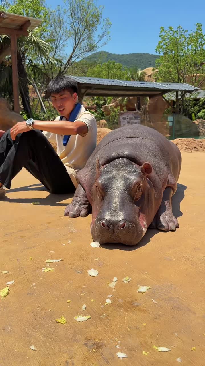 @Hippo