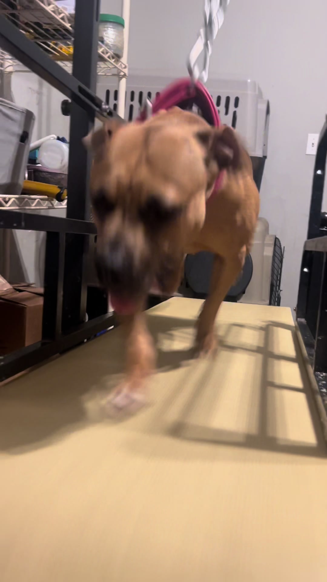 @Real Country Kennels