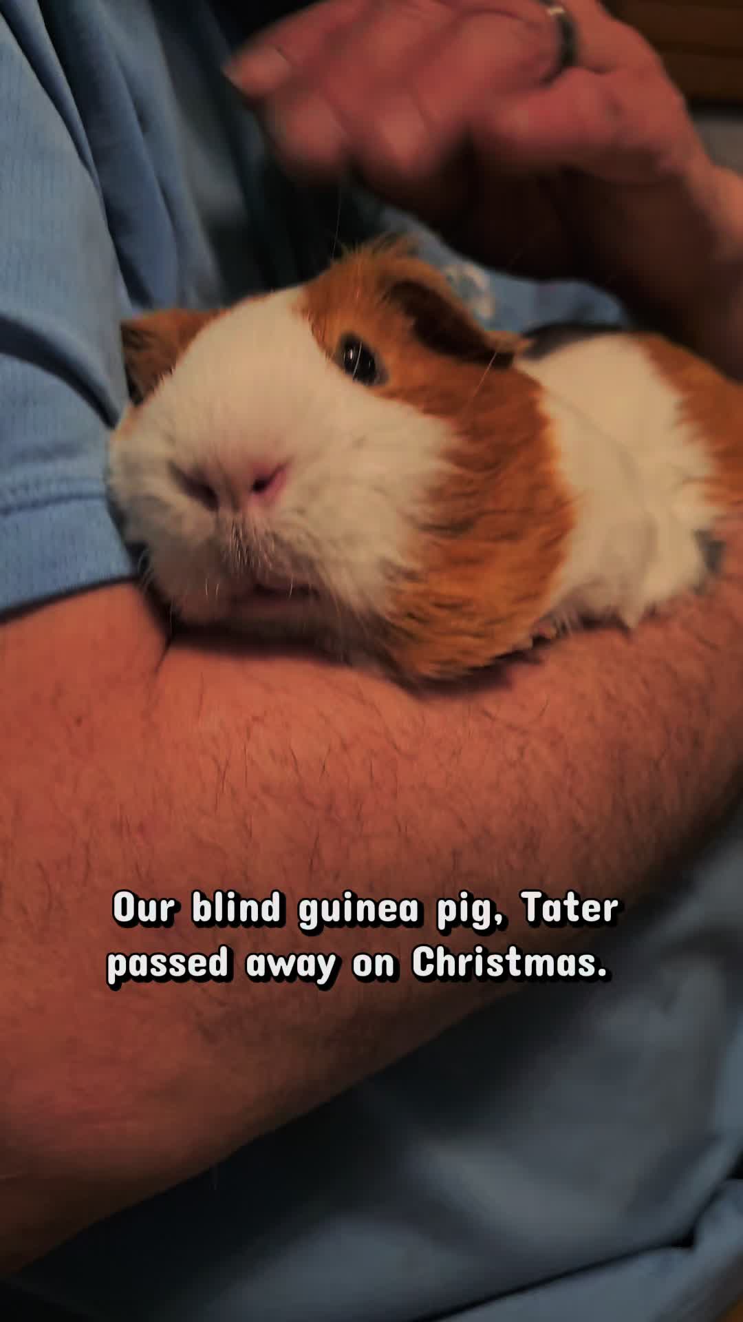 @♡GuineaPiggy♡