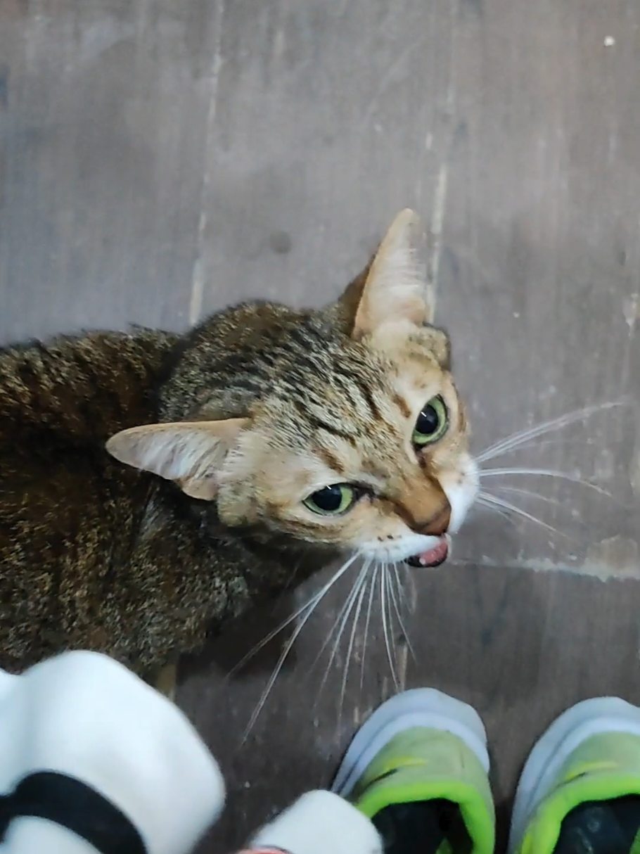 @三貓老爹