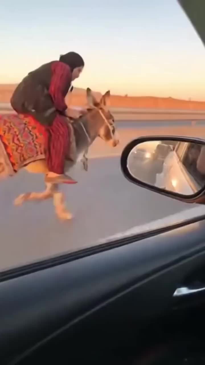 @الذيب  الـVIP