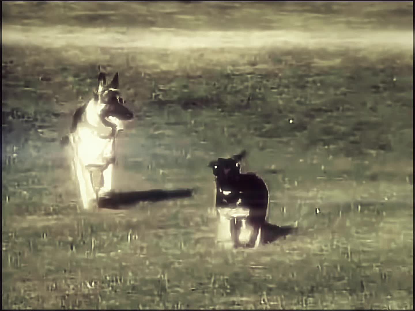 @germanshepherdfan01