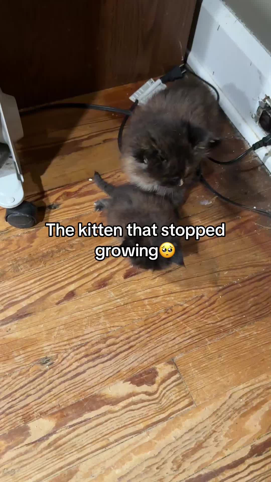 @Tycoon_Mainecoons