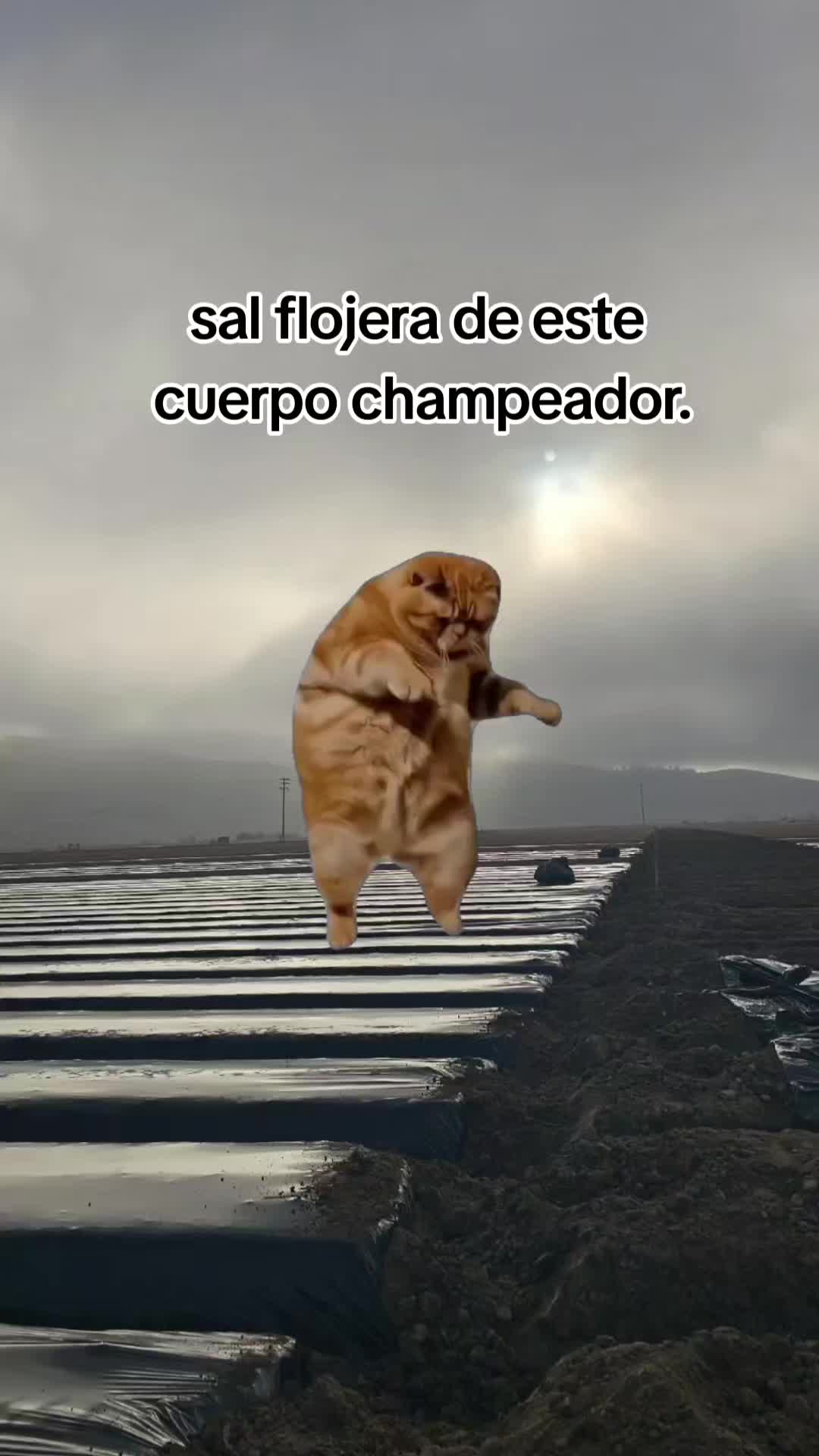 @🇲🇽🐦⬛🪺VASQUEZ🚚🌪💎