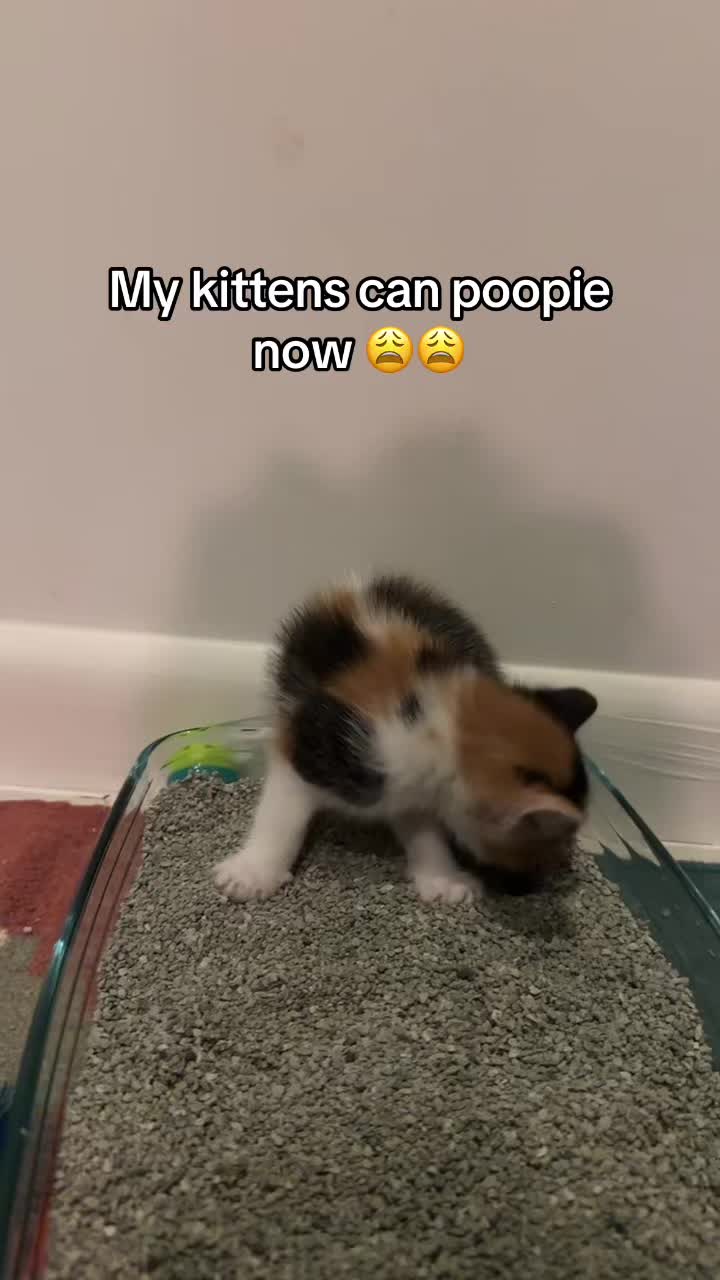 @Hassanwithkittens