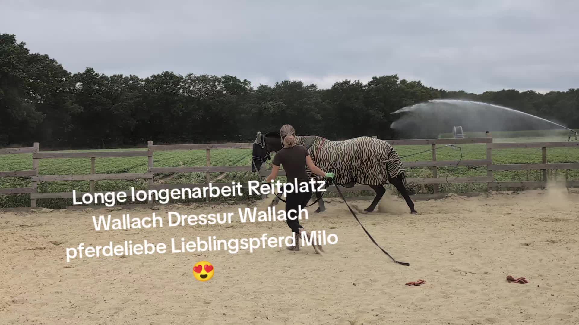 @Steffis_horse_world