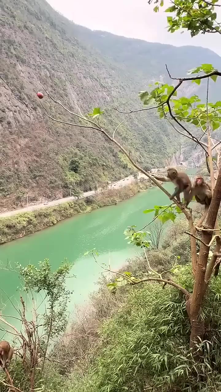 @😢अभागी काहिलो 😪😪
