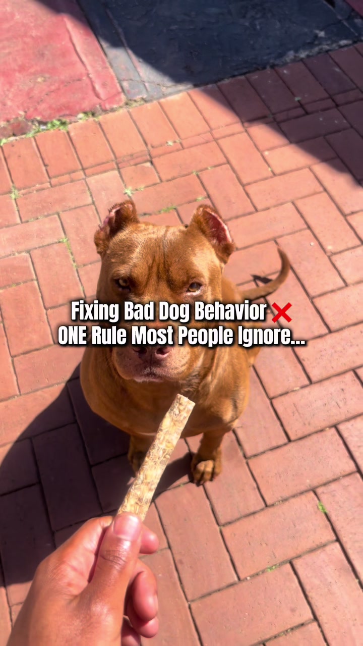 @Cobra K9 | American Bully🦴🐾