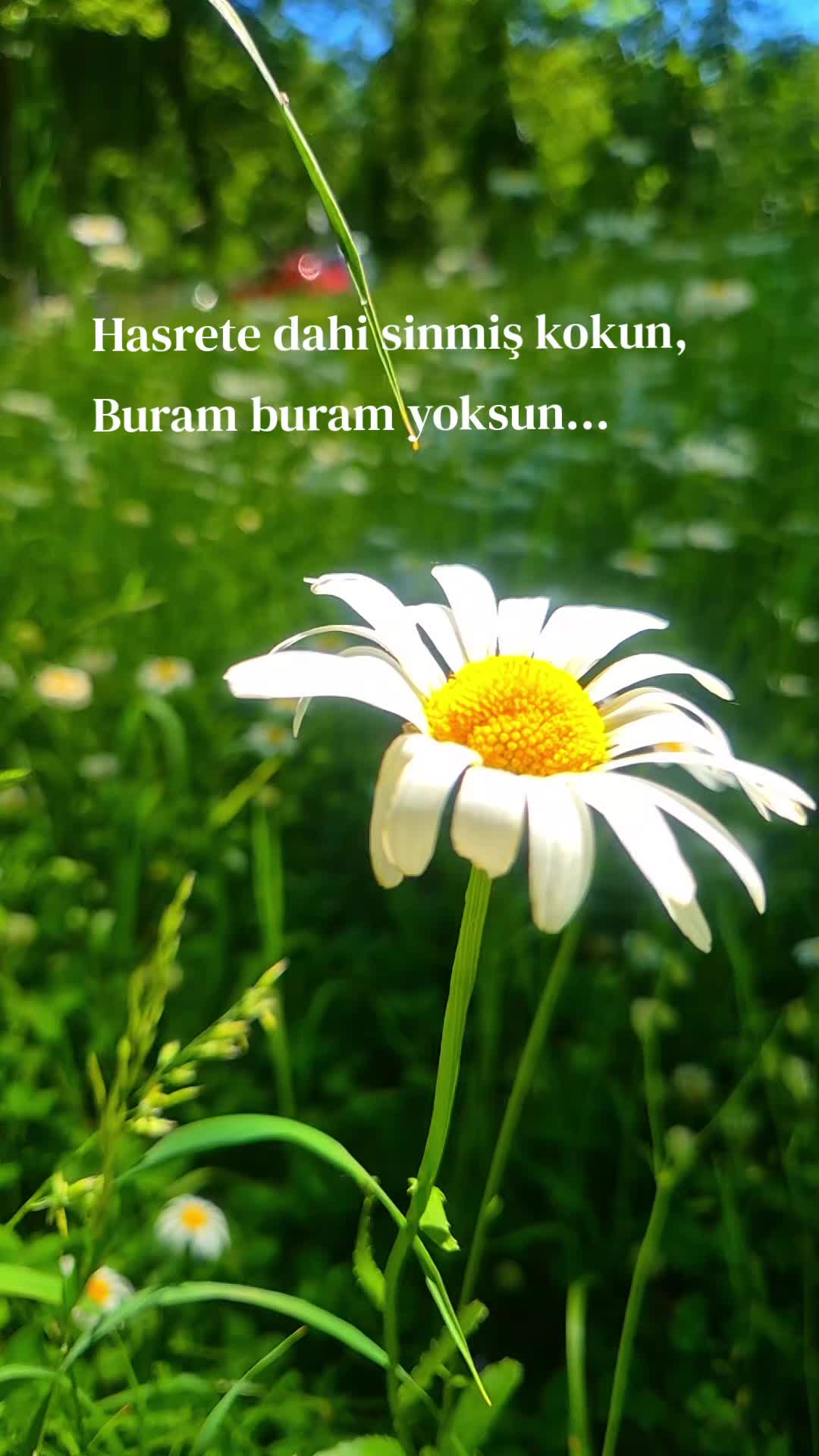 @SİBEL AY