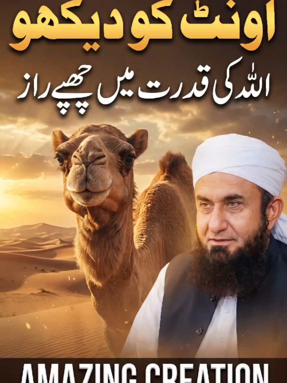 @Tariq Jamil | AJ Official
