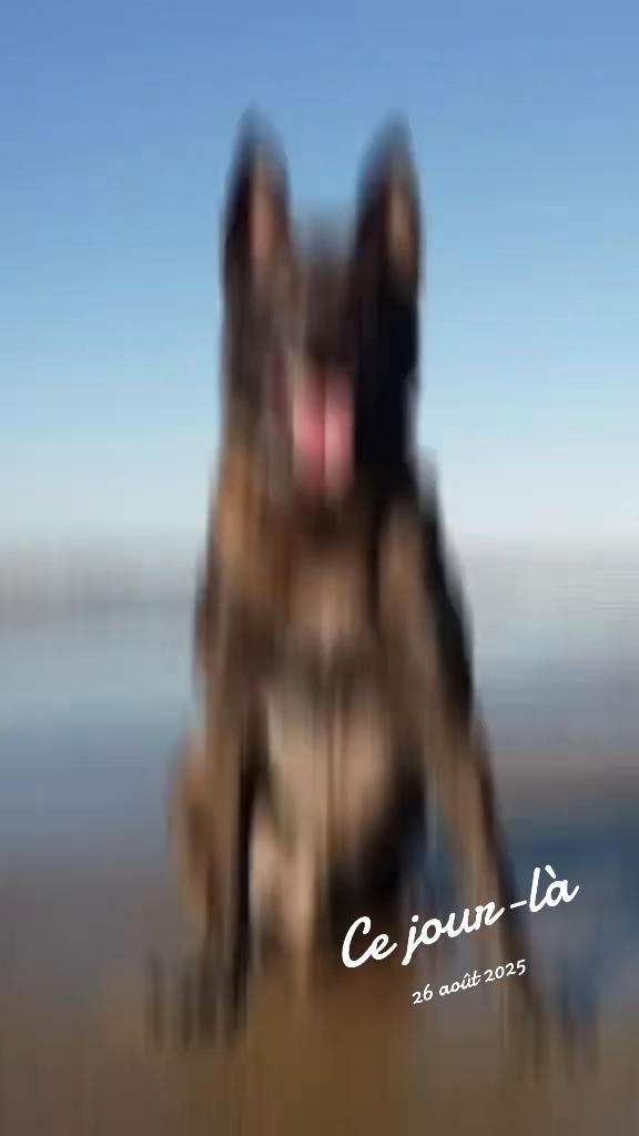 @Dog-of-Devil